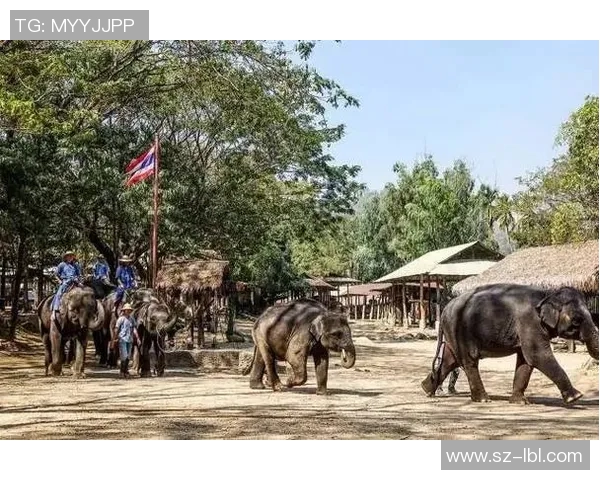 足球明星玩偶摆饰品打造个性家居风格提升生活品味与乐趣